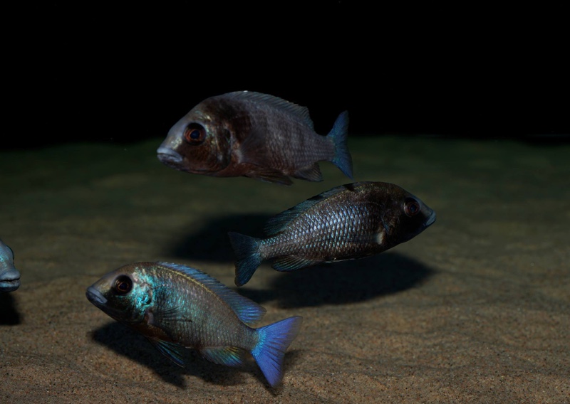 Placidochromis sp. 'phenochilus gissel'